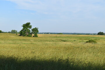 Fototapeta premium Field