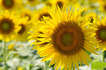Obraz premium Sunflower, ひまわり