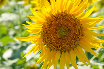 Fototapeta premium Sunflower, ひまわり