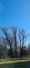 trees in the park