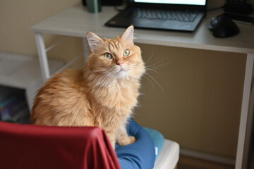 椅子でおすわりする猫（マンチカン）