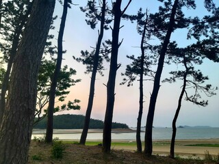 sunset in the forest