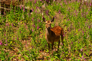 Junges Reh im Warndt-Wald, Saarland