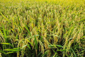 The Rice field in Thailand, Southeast Asia.