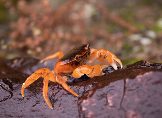 岩に跨るサワガニ
