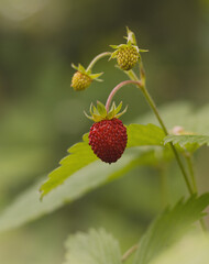 Kleine Monatserdbeeren im Garten