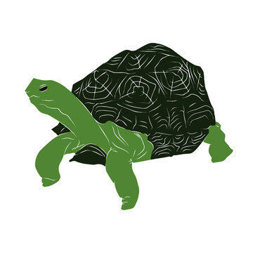 Illustration:Beautiful turtle image, used in general work