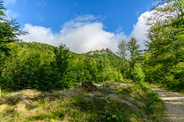 forest and foot path in mountain landscape
