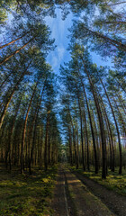 forest path wide angle view with sky through trees