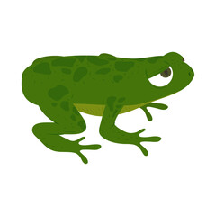 frog amphibian animal