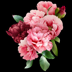 Pink and red peony isolated on black background. Floral arrangement, bouquet of garden flowers. Can...