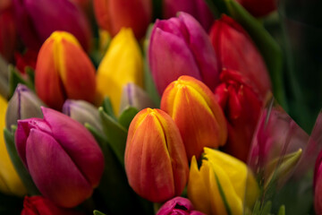 Beautiful multicolored tulips still closed. Typical Dutch flowers.