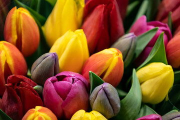 Fototapeta premium Beautiful multicolored tulips still closed. Typical Dutch flowers.