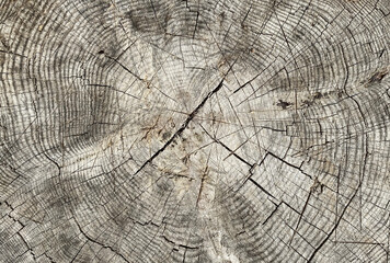 tree stump background. close up tree rings.