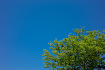 Obraz premium 新緑と青空
