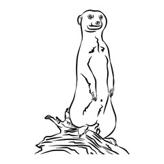 Illustration:Beautiful meerkat stripes, used in general applications