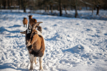 Fototapeta na wymiar Closeup of a goat in a snowy field in East flanders.