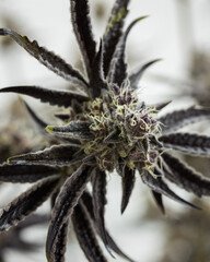 Naklejka na ściany i meble Cannabis plants and buds in the indoor grow room 