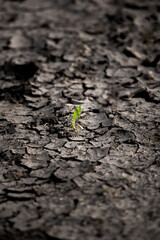 green sprout on the ground