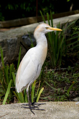 The cattle egret (Bubulcus ibis) stands in the Koi pond. 
It is a cosmopolitan species of heron found in the tropics, subtropics, and warm-temperate zones. 