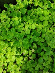 Many oval small leaves in the forest in a plant environment. Background, texture, wallpaper from green small leaves