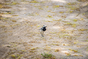 bird on the ground