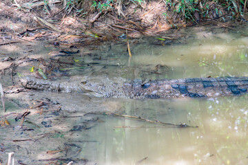 The false gharial in the muddy pond. A freshwater crocodilian native to Malaysia, Borneo, Sumatra, and Java.
It is dark reddish-brown above with dark brown spots and cross-bands on the back and tail.