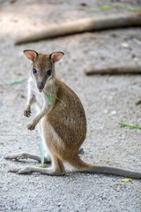 The agile wallaby (Notamacropus agilis) is a species of wallaby found in northern Australia and New Guinea. It is a sandy colour, becoming paler below. 