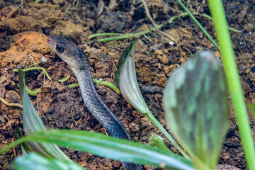 the keeled rat snake (Ptyas carinata) is a species of colubrid snake. They are probably opportunistic predators on a variety of prey. 