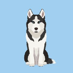 Siberian, Alaskan Husky. Dog breed. Vector picture isolated on blue background