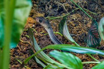 the keeled rat snake (Ptyas carinata) is a species of colubrid snake. They are probably opportunistic predators on a variety of prey. 