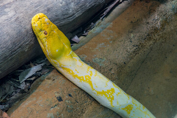 The albino Reticulated python (Malayopython reticulatus).  It is a species of snake in the family...