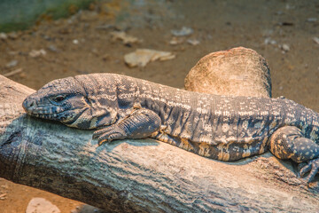 The Argentine black and white tegu (Salvator merianae) is a species of lizard in the family...