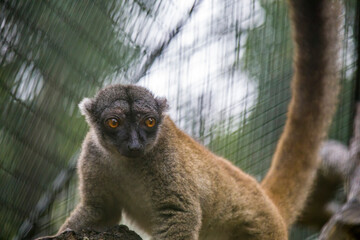 The common brown lemur (Eulemur fulvus) is a species of lemur in the family Lemuridae. It is found in Madagascar and has been introduced to Mayotte