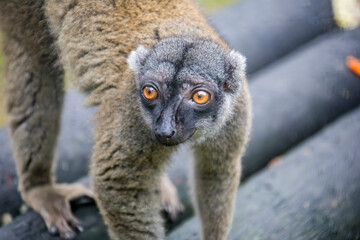 The common brown lemur (Eulemur fulvus) is a species of lemur in the family Lemuridae. It is found in Madagascar and has been introduced to Mayotte