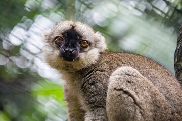 The white-headed lemur (Eulemur albifrons) is a species of primate in the family Lemuridae. It is only found in north-eastern Madagascar. It is arboreal and is usually found in rainforest treetops. 
