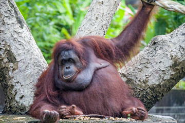 A fatty female Bornean orangutan stays alone. 
Critically endangered species, with deforestation,...