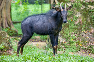 The mainland serow (Capricornis sumatraensis) is a serow species native to the Himalayas, Southeast Asia and China.
The animal has a mane that runs from the horns. 