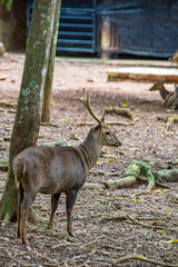 The Bawean deer (Axis kuhlii)  is a highly threatened species of deer endemic to the island of Bawean in Indonesia.
It is evaluated as critically endangered on the IUCN Red List of Threatened Species.