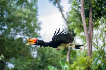 Deurstickers The flying rhinoceros hornbill (Buceros rhinoceros) is a large species of forest hornbill. It is the state bird of the Malaysian state of Sarawak and the country's national bird © Danny Ye