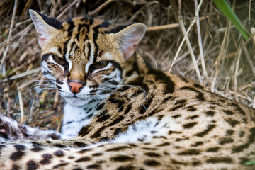 The leopard cat (Prionailurus bengalensis) is a small wild cat native to continental South, Southeast, and East Asia.
It is about the size of a domestic cat, but more slender, with longer legs 