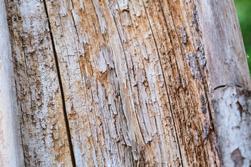 Selective Focus inside brown log tree texture wood