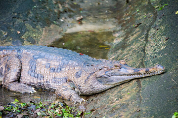 The false gharial is a freshwater crocodilian native to Malaysia, Borneo, Sumatra, and Java.
It is dark reddish-brown above with dark brown or black spots and cross-bands on the back and tail.