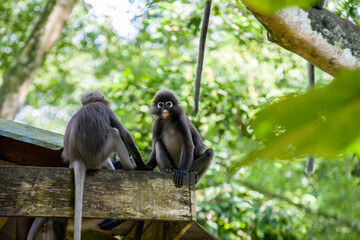 A wild dusky leaf monkey (Trachypithecus obscurus) is sitting on the platform of Zoo Melaka...