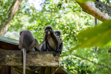 A wild dusky leaf monkey (Trachypithecus obscurus) is sitting on the platform of Zoo Melaka Malaysia. It is a species of primate in the family Cercopithecidae. 