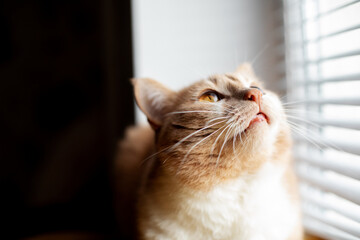 furry cat lying near window taking sun bath, yellow eyes, amber eyes
