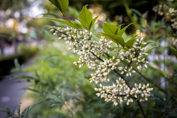 be in full bloom
