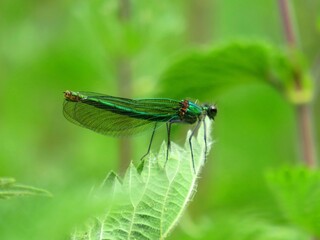 Dragonfly at Beling Falls Essex UK