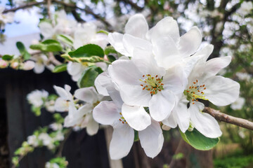 Blooming apple tree in spring time.  Apple blossom with white flower