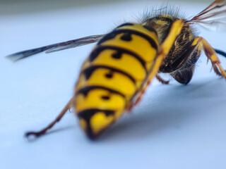 Macro dead wasp. Dead animal. Yellow insect closeup background